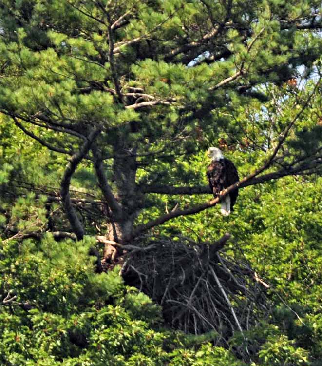 bald eagle and nest